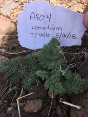 Lomatium ravenii
