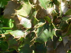 Berberis pinnata pinnata