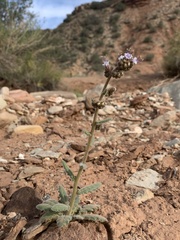 Phacelia rafaelensis