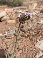 Phacelia rafaelensis