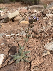 Phacelia rafaelensis