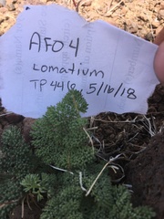 Lomatium ravenii