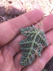Lomatium ravenii