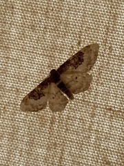 Idaea mustelata