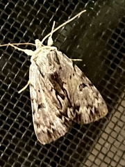 Catocala gracilis