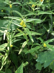 Melampyrum sylvaticum
