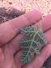 Lomatium ravenii