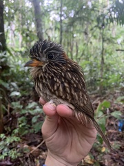 Malacoptila semicincta