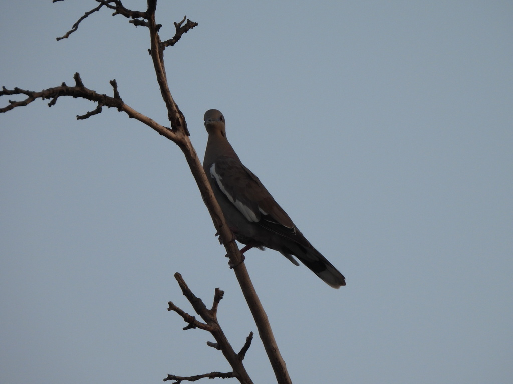 White-winged Dove from North Arlington, Arlington, TX, USA on August 04 ...