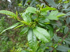 Frangula californica californica