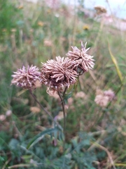 Centaurea scabiosa