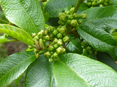 Frangula californica californica