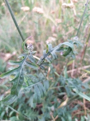 Centaurea scabiosa