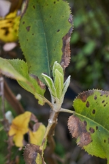 Acrisione denticulata