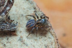 Iberattus