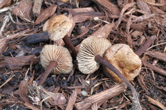Gymnopus fuscopurpureus