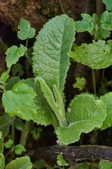 Acrisione denticulata