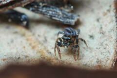 Iberattus