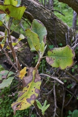 Acrisione denticulata