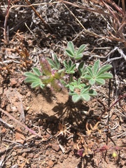 Lupinus brevicaulis