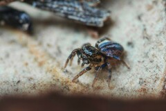 Iberattus