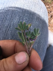 Lupinus brevicaulis