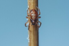 Hypsosinga albovittata