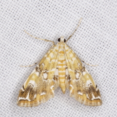 Elophila faulalis