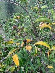 Magnoliopsida