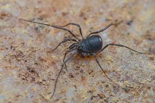 Nemastomella hankiewiczii
