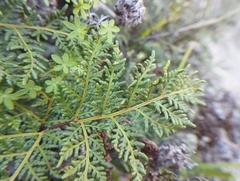 Cheilanthes glauca