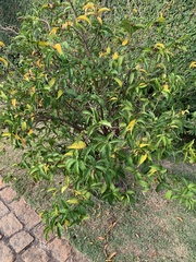 Magnoliopsida