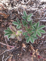 Lupinus brevicaulis