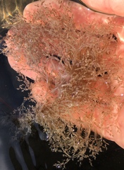 Amathia verticillata