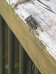 Neotibicen canicularis