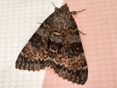 Catocala semirelicta