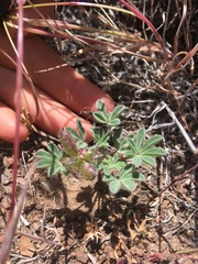 Lupinus brevicaulis