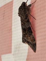 Catocala semirelicta