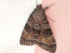 Catocala semirelicta