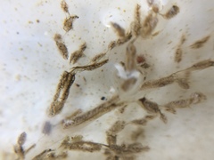 Amathia verticillata