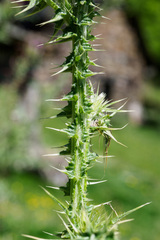 Carduus asturicus