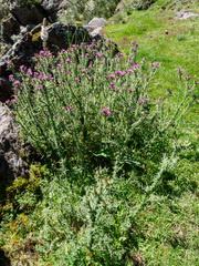 Carduus asturicus