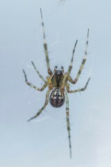 Megalepthyphantes collinus