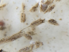 Amathia verticillata