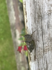 Neotibicen canicularis