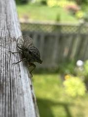 Neotibicen canicularis