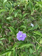 Magnoliopsida