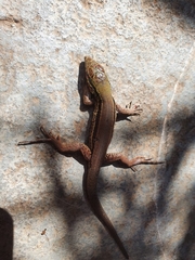 Ameiva