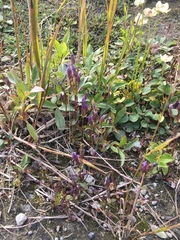 Gentianella propinqua
