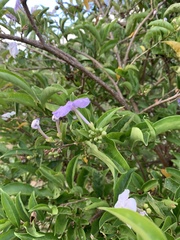 Magnoliopsida